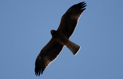 Booted Eagle - Hieraetus pennatus - Aguila calzada - guila calada