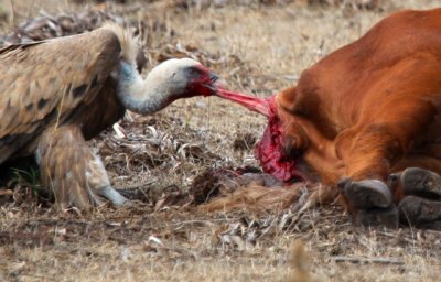 Griffon Vulture eating and alive cow - Buitre comiendose una vaca enferma - Voltor menjant un vaca malalta
