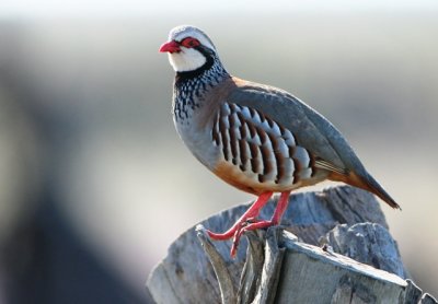 Red - Legged Patridge - Alectoris rufa - Perdiz Común - Perdiu Roja - Perdrix Rouge