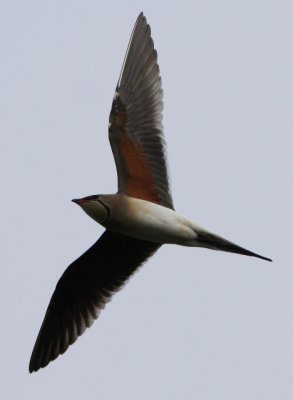 Collared pratincole - Glareola pratincola - Canastera - Perdiu de Mar - Glarole  Collier