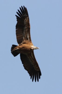 Griffon Vulture - Gyps fulvus - Buitre leonado - Voltor com - Vautour fauve