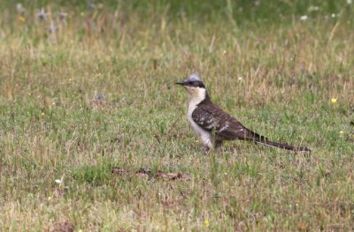Great spotted cuckoo - Clamator glandarius - Críalo - Cucut reial