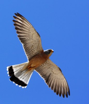 Lesser kestrel - Falco naumani - Cernicalo primilla - Xoriguer petit