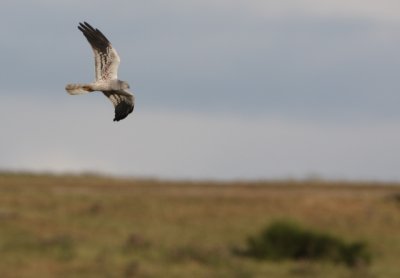 Montagus Harrier - Circus pygargus - Aguilucho cenizo - Esparver cendrós