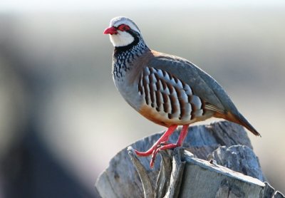 Red-legged Patridge - Alectoris rufa - Perdiz comn - Perdiu roja