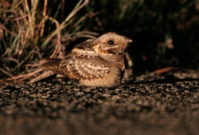 Red-necked nightjar - Caprimulgus ruficollis - Chotacabras pardo - Siboc