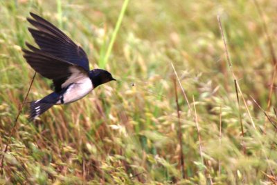 Barn Swallow hunting spiders from the webs - Hirundo rustica - Golondrina - Orenete