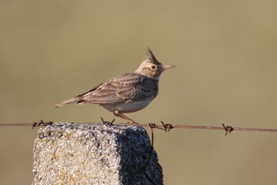 Crested Lark - Galerida cristata - Cogujada comn - Cogullada Vulgar