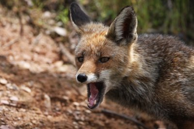 Red Fox - Vulpes vulpes  - Zorro - Guineu
