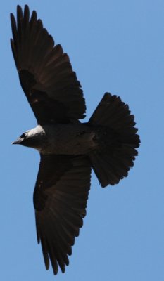 Jackdow - Corvus monedula - Grajilla - Gralla
