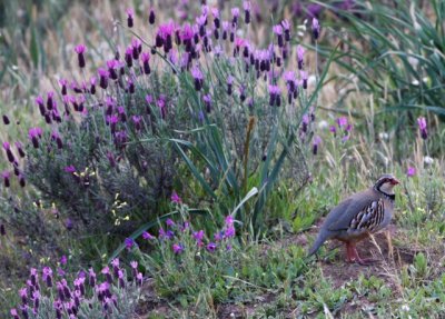 Red-legged Patridge - Alectoris rufa - Perdiz común - Perdiu roja