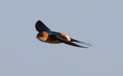 Red-rumped swallow - Hirundo daurica - Golondrina daurica - Orereta cua-rogenca
