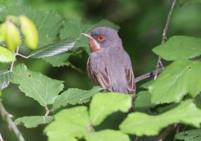 Supalpine warbler - Sylvia cantillans - Curruca carrasqueña - Tallarol de garriga