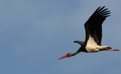 Black Stork - Ciconia nigra - Cigüeña negra - Cigonya negra - Cigogne noire