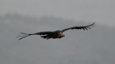 Black Vulture - Aegypius monachus - Buitre negro - Voltor Negre