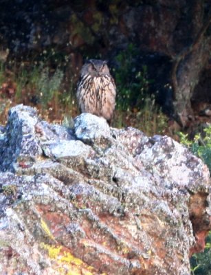Eagle owl - Bubo bubo - Buho Real - Duc - Hibou Grand-duc
