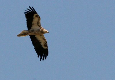 Egyptian Vulture - Neophron percnopterus - Alimoche - Aufrany