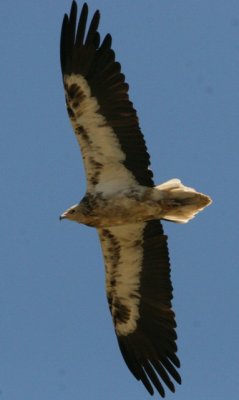 Egyptian Vulture - Neophron percnopterus - Alimoche - Aufrany