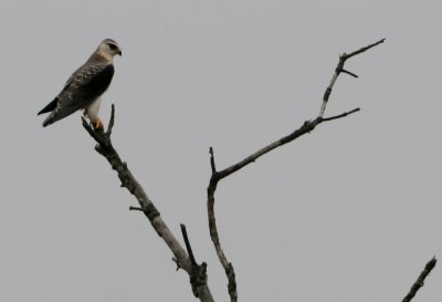 Young Black-shouldered kite - Elanus caeruleus - Elanio azul - Esparver d'Espatlles negres