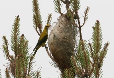 Golden Oriol - Oriolus oriolus - Oropendola - Oriol