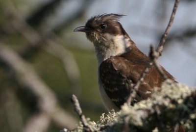 Great spotted cuckoo - Clamator glandarius - Crialo - Cucut reial