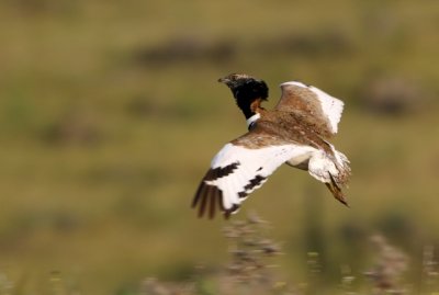 Little bustard - Tetrax tetrax - Sisn - Sis - Outard canepetire