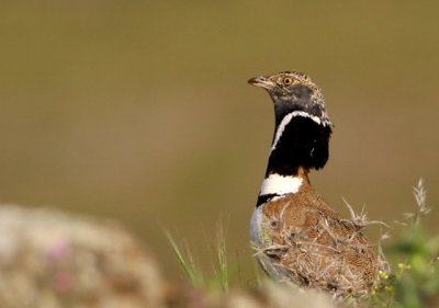 Little bustard - Tetrax tetrax - Sisn - Sis - Outard canepetire