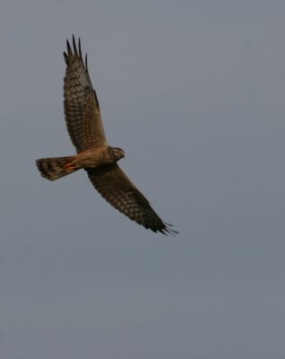 Montagus Harrier - Circus pygargus - Aguilucho cenizo - Esparver cendrs