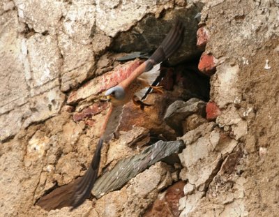 Lesser kestrel - Falcoa naumanni - Cernicalo primilla - Xoriguer petit
