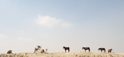 Horses and camels