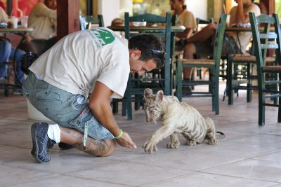 A guard playing with a baby white tiger