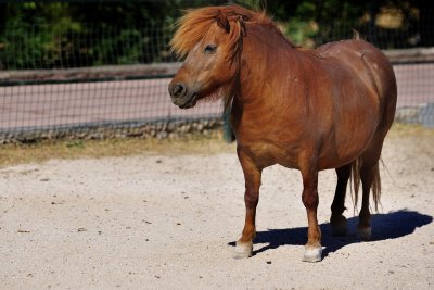 Pony from Scotland