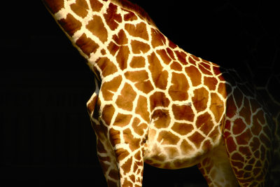 Giraffe from London Zoo