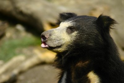 Bear - London Zoo