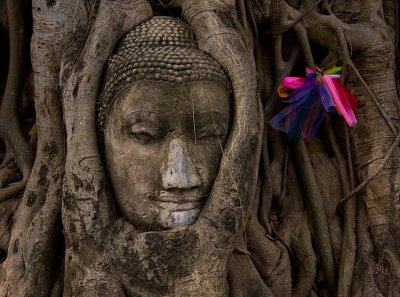 Ayuttaya. Buddha & Banyon Tree