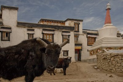 Sankar Gompa and Dzo