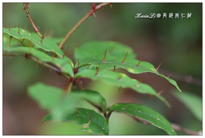 秋高氣爽‧再訪南仁湖