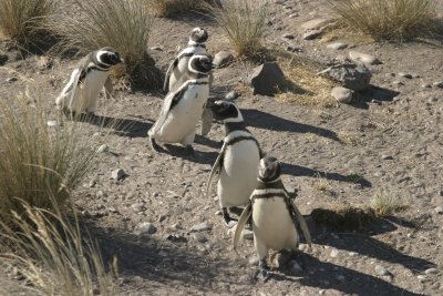 Five penguins. Argentina 2005