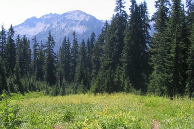 PCT winds through a meadow