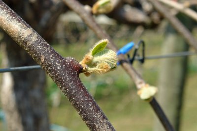 kiwifruit