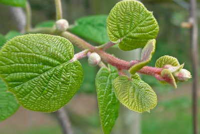 kiwifruit