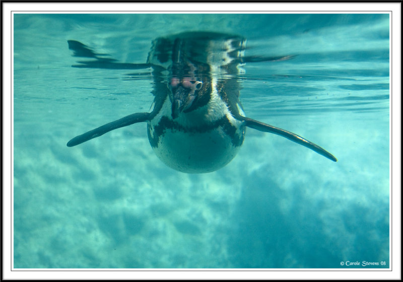 Rock hopper Penguin!
