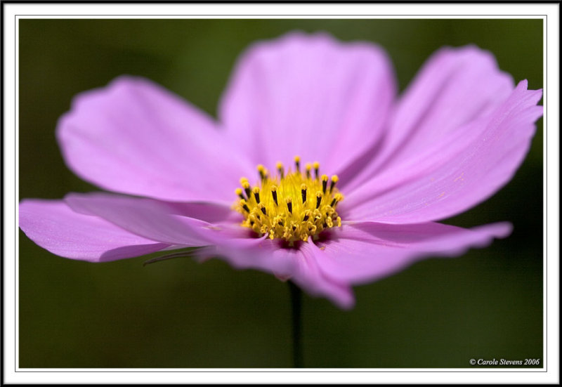 Pink frills!