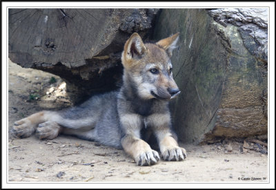 European Wolf pup!