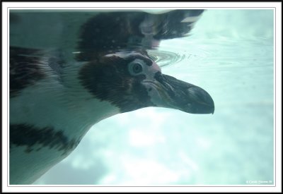 Rockhopper penguin underwater!