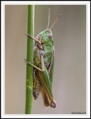 Stripe winged cricket, Stenobothrus lineatus!