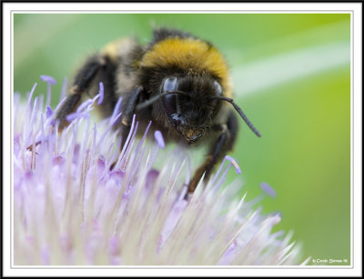 Bee's jaws!