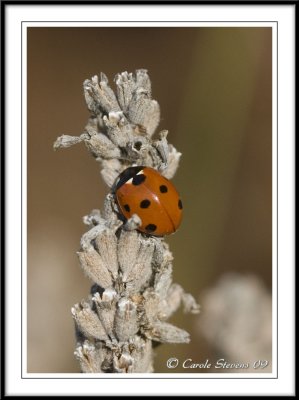 The last of the ladybirds!