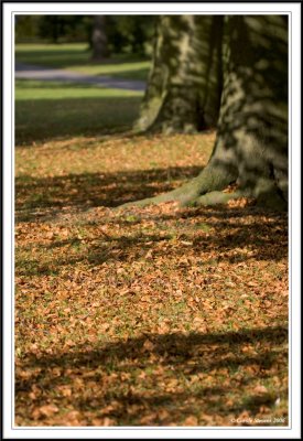 Autumn already at Kew!