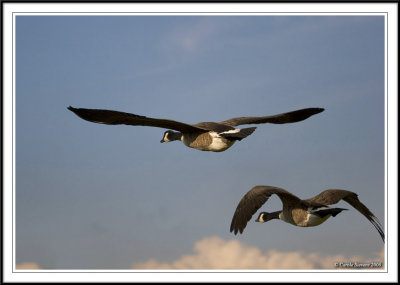 Kew Geese!